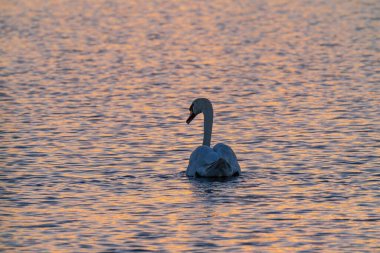 Altın Su 'nun üzerinde süzülen zarif Kuğu