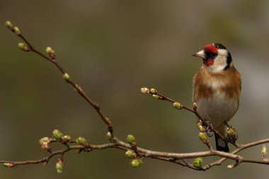 Doğal ortamda tomurcuklanan yaprakları olan bir dala tünemiş renkli bir kuş.