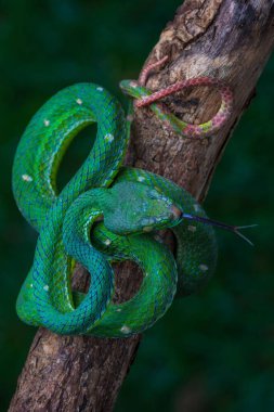 Ağaçta birbirine dolanmış yeşil yılanın yakın görüntüsü