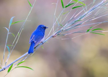 Mavi kuş bulanık arkaplanda ince bir dala tünemiş.