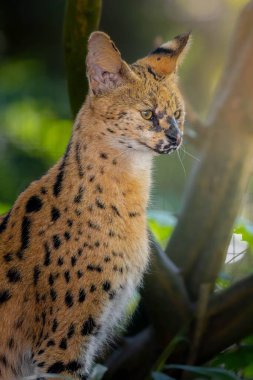 Yeşil yaprakların arasında duran benekli paltolu bir kediyi yakından çek.
