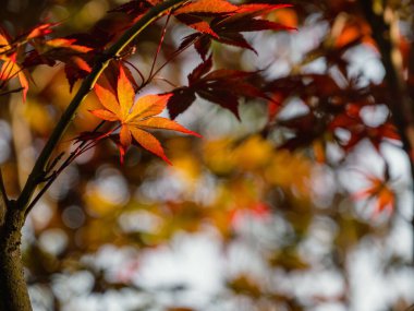 Sonbahar boyunca ağaç dallarında canlı kırmızı ve turuncu yaprakların yakın plan çekimi
