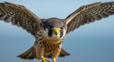 Uçuşun doğal ortamında yaygın kerkenez