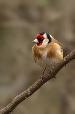 Ağaç dalında öten küçük kuş