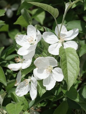 Baharda kiraz çiçeklerinin güzel çiçekleri