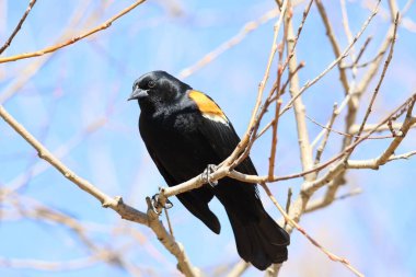 Ağaç dallarına tünemiş kara kuş