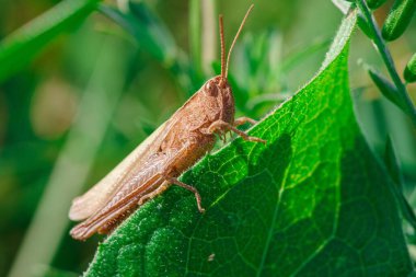 Yeşil yaprağın üzerindeki küçük çekirgenin yakın görüntüsü
