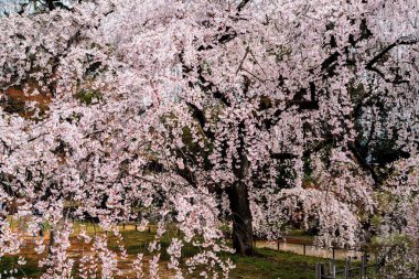 Tam Bloom kiraz çiçeği ağaç