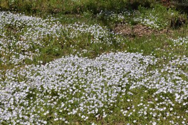 Beyaz çiçeklerin ve yeşil çimenlerin yakın çekimi.