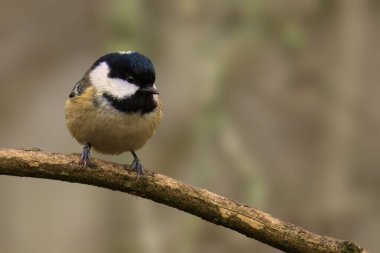 Doğanın bir dalına tünemiş küçük bir kuş.
