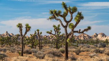 Açık arazide dağınık bulutlu mavi gökyüzünün altında birden fazla Joshua ağacı var.