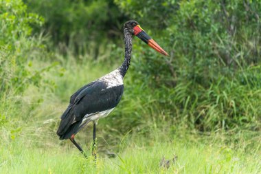 Ağaçlarla çevrili çimenli alanda yürüyen büyük kuşun siyah beyaz fotoğrafı.