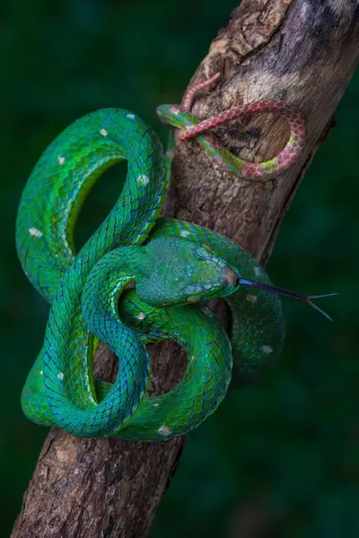 Ağaçta birbirine dolanmış yeşil yılanın yakın görüntüsü