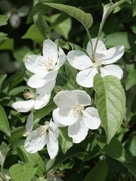 Baharda kiraz çiçeklerinin güzel çiçekleri