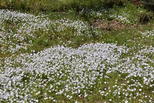 Beyaz çiçeklerin ve yeşil çimenlerin yakın çekimi.