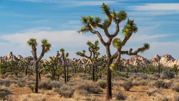 Açık arazide dağınık bulutlu mavi gökyüzünün altında birden fazla Joshua ağacı var.