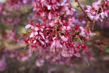 Ağaç dallarında açan pembe kiraz çiçekleri..