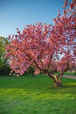 Çiçek açan kiraz ağacı canlı yeşil çimenlikte duruyor.
