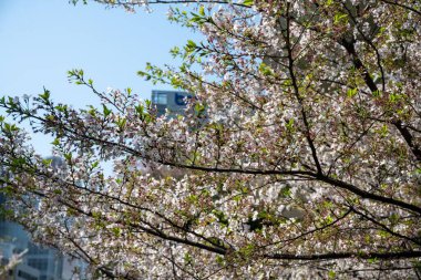 Çiçek açan kiraz ağaçları beyaz çiçeklerle dallanır..
