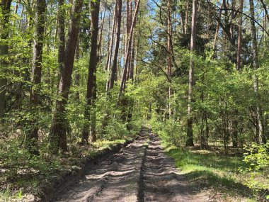 Uzun ağaçlar ve yeşilliklerle çevrili manzaralı orman yolu..