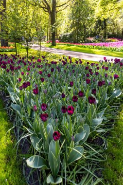 Canlı mor laleler yemyeşil bahçe parkında çiçek açıyor.