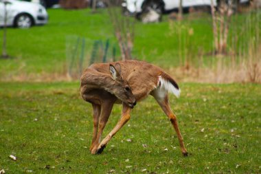 Ağaçlarla çevrili yeşil çayırlarda geyik otluyor.