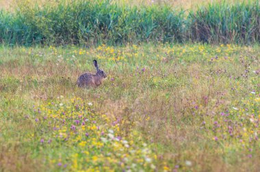 Gri tavşan kır çiçekleriyle dolu çayırlarda duruyor.