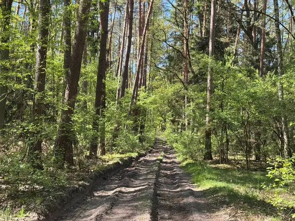 Uzun ağaçlar ve yeşilliklerle çevrili manzaralı orman yolu..