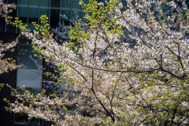 Canlı yeşil yapraklarla kiraz çiçeklerinin parlak yakın çekimi.