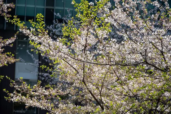 Canlı yeşil yapraklarla kiraz çiçeklerinin parlak yakın çekimi.