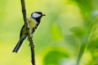 Dala tüneyen renkli küçük kuş yemyeşil yapraklarla çevrili.