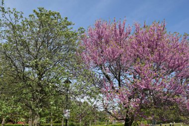 Açık hava parkında yeşil ve pembe yapraklı renkli ağaçlar.