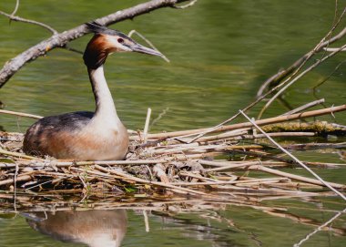 Sakin su yüzeyinin yanındaki sazlıktan yapılmış yuvada oturan kuş.