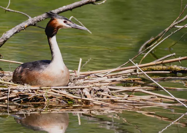 Sakin su yüzeyinin yanındaki sazlıktan yapılmış yuvada oturan kuş.