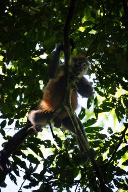 Ormandaki ağaç dallarından sarkan maymun.
