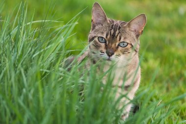 Dışarıda uzun yeşil çimlerin arasında oturan kedi.