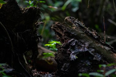 Koyu ağaç kabukları ve yeşil yapraklar.