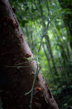 Ağaç gövdesinin etrafı yemyeşil yapraklarla çevrili.