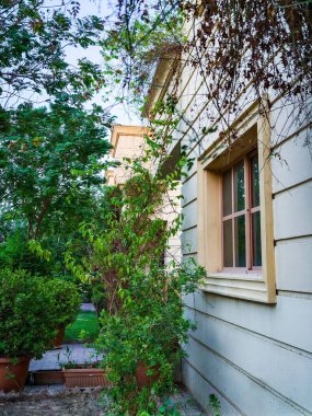 Evin penceresinin yanında büyüyen yeşil bitkiler