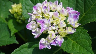 Mor ve beyaz ortanca çiçeklerinin yakın çekimi