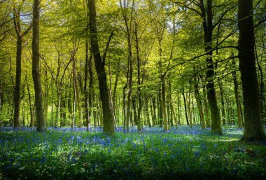 Mavi çiçeklerle dolu yemyeşil orman.