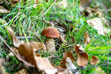Çimenlerin ve düşen yaprakların arasında büyüyen mantar.