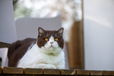 Kahverengi ve beyaz kedi tahta yüzeyde yatıyor.