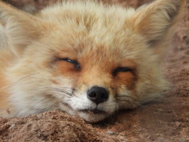 Kızıl tilki gündüz vakti dışarıda uyuyor.