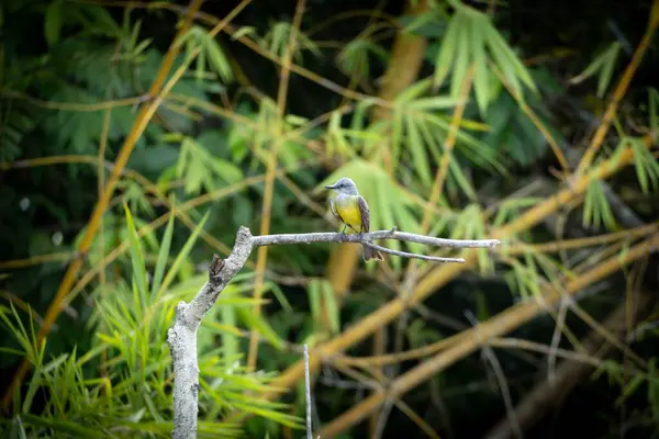 Gündüz vakti bir kuş ağacın dalında oturuyor.