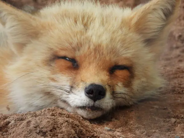 Kızıl tilki gündüz vakti dışarıda uyuyor.