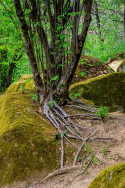 Ağaçların kökleri ormandaki yosunlu topraklarda büyüyor.