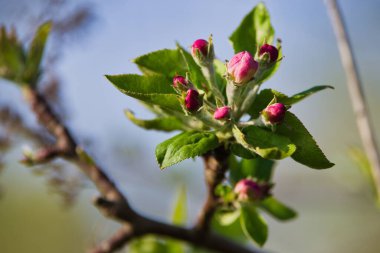 İlkbaharda tomurcuklanan elma ağaçlarının yakınlaşması