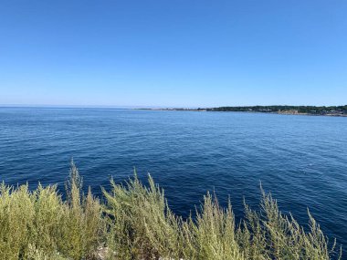 Yeşil kıyı bitkisinin yanında durgun mavi deniz