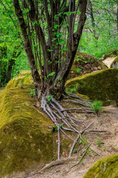 Ağaçların kökleri ormandaki yosunlu topraklarda büyüyor.